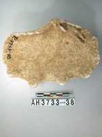 藏品(貝殼)的圖片